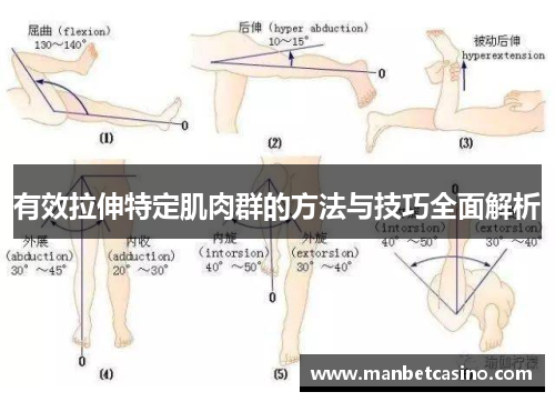 有效拉伸特定肌肉群的方法与技巧全面解析